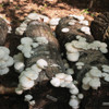 Summer white mushrooms growing on several large diameter logs.