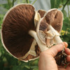 Almond Agaricus - (Agaricus subrufescens) Sawdust Spawn