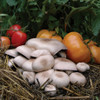 Almond Agaricus - (Agaricus subrufescens) Sawdust Spawn