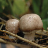 Almond Agaricus - (Agaricus subrufescens) Sawdust Spawn