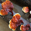 Reishi with deep dark stems, fading to orange fans, and finally yellow-white edges.