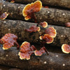 The conks of reishi growing on logs placed close to ground level.