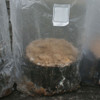 An oak log round in a bag with Chicken of the Woods sawdust spawn. An oak log round in a bag with Chicken of the Woods sawdust spawn.