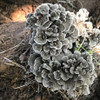 A cluster of maitake shown growing from a buried log round.