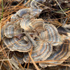 A cluster of turkey tail mushrooms growing from a log round. A cluster of turkey tail mushrooms growing from a log round.