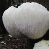 One large lion's mane mushroom.