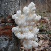 A single cluster of comb tooth mushroom growing on a log outdoors. A single cluster of comb tooth mushroom growing on a log outdoors.
