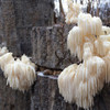 Multiple comb tooth mushroom clusters. Multiple comb tooth mushroom clusters.