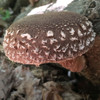 Double Jewel shiitake tend to grower larger in the early stages.