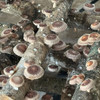 Heavy fruiting of large, round shiitake growing on logs, as is typical of the Cumulus strain.