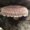 A side view of Halo shiitake featuring beautiful white tufts on its cap. A side view of Halo shiitake featuring beautiful white tufts on its cap.