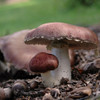 One large and one small wine cap mushroom growing side by side in wood chips.