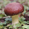 A single, large wine cap mushroom growing amongst greenery.