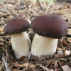 Wine Cap mushrooms grow quickly on hardwood chip or straw beds in dappled light or shade, and improving soil quality.