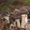 Multiple wine cap mushrooms growing in wood chips.