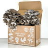 Large cluster of Oyster mushrooms growing from a ready-to-fruit kit.