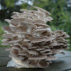 Ready-to-fruit Oyster mushroom kit.