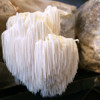 Ready-to-fruit Lion's Mane mushroom kit