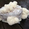 Clusters of Lion's Mane mushrooms growing on a ready-to-fruit block.