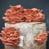 Ready-to-fruit Pink Oyster mushroom kit growing clusters of pink oyster mushrooms Ready-to-fruit Pink Oyster mushroom kit growing clusters of pink oyster mushrooms