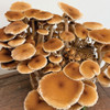 Close up of Pioppini mushrooms kit ready to harvest.