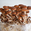 Clusters of Pioppini mushrooms ready to harvest