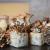 6-Block Garden Set includes Shiitake, Lion's Mane, King Oyster, Pioppini, Black Pearl, and Grey Dove Oyster Table Top Farms.