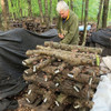 A heavy fruiting blanket being used to protect logs resting on the forest floor from deer and rodent damage. A heavy fruiting blanket being used to protect logs resting on the forest floor from deer and rodent damage.