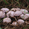 A cluster of Wood Blewit mushrooms ready for harvest.