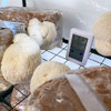 Close-up view of Lion's Mane mushrooms growing on DIY ready-to-fruit blocks.