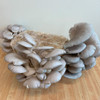Grey Dove Oyster mushroom do-it-yourself block in fruiting stage.