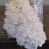 Coral Tooth (Hericium coralloides) mushrooms growing on a ready-to-fruit block.