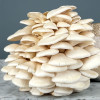Heavy, large cluster of Winter White Oyster mushrooms ready to be harvested.