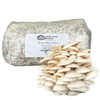 Bag of Winter White Oyster grain spawn with harvested cluster of mushrooms in front.