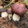Wine Cap and other garden and bed grown mushrooms help break down substrates and build soil quality.