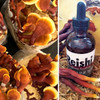 Reishi, a medicinal mushroom used to make teas and tinctures, is featured in our virtual seminar on October 20th.