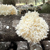 Large Coral Tooth mushroom cluster fruiting on inoculated logs.