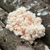 Closeup of a fully developed Coral Tooth mushroom cluster growing on logs.