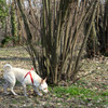 A truffle dog in action in a mature truffle tree orchard.