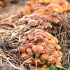 Chestnut mushrooms fruiting on ready-to-fruit blocks planted in outdoor beds.
