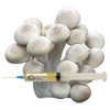 Beech mushroom liquid culture is used for expanding into grain to make fruiting blocks or to inoculate your substrate.