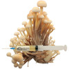 Enoki mushroom liquid culture is used for expanding into grain to make fruiting blocks or to inoculate your substrate.