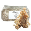 Bag of Enoki grain spawn with a delicate cluster of Enoki mushrooms in front.