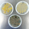 Grown out plates to compare clean versus dirty microbe sampled cultures.