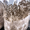Heavily fruiting Beech mushroom ready-to-fruit block, part of an 8-block set.