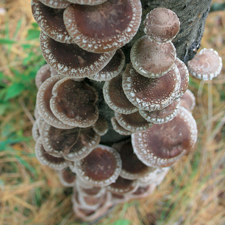 Shiitake - West Wind™ (Lentinula edodes) Plug Spawn