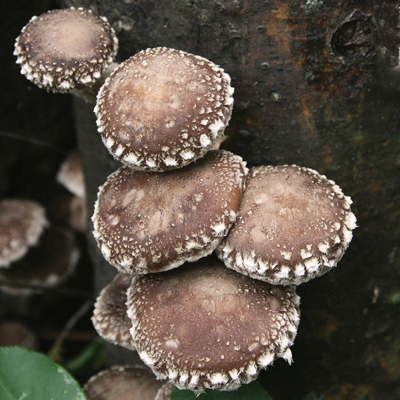 Shiitake - WR46™ (Lentinula edodes) Sawdust Spawn
