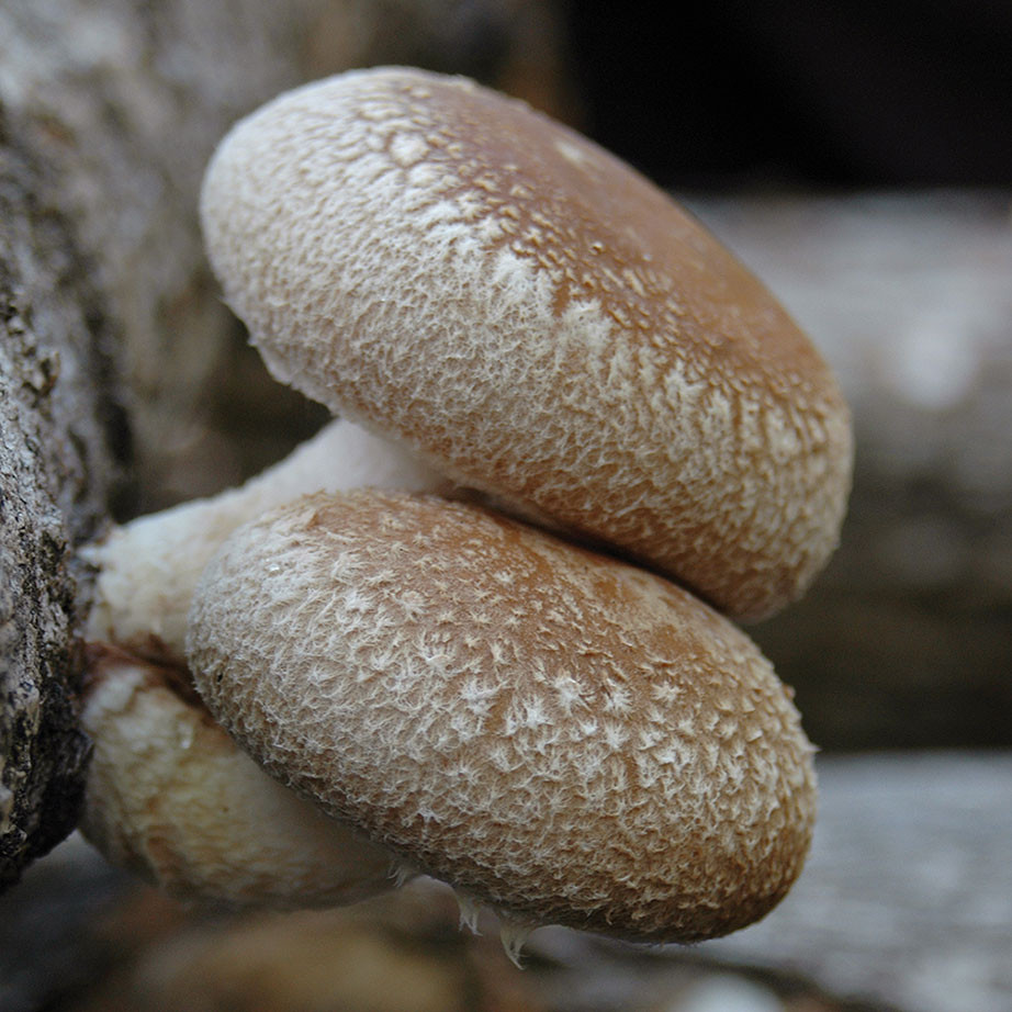 Shiitake - Bulochka™ (Lentinula edodes) Plug Spawn