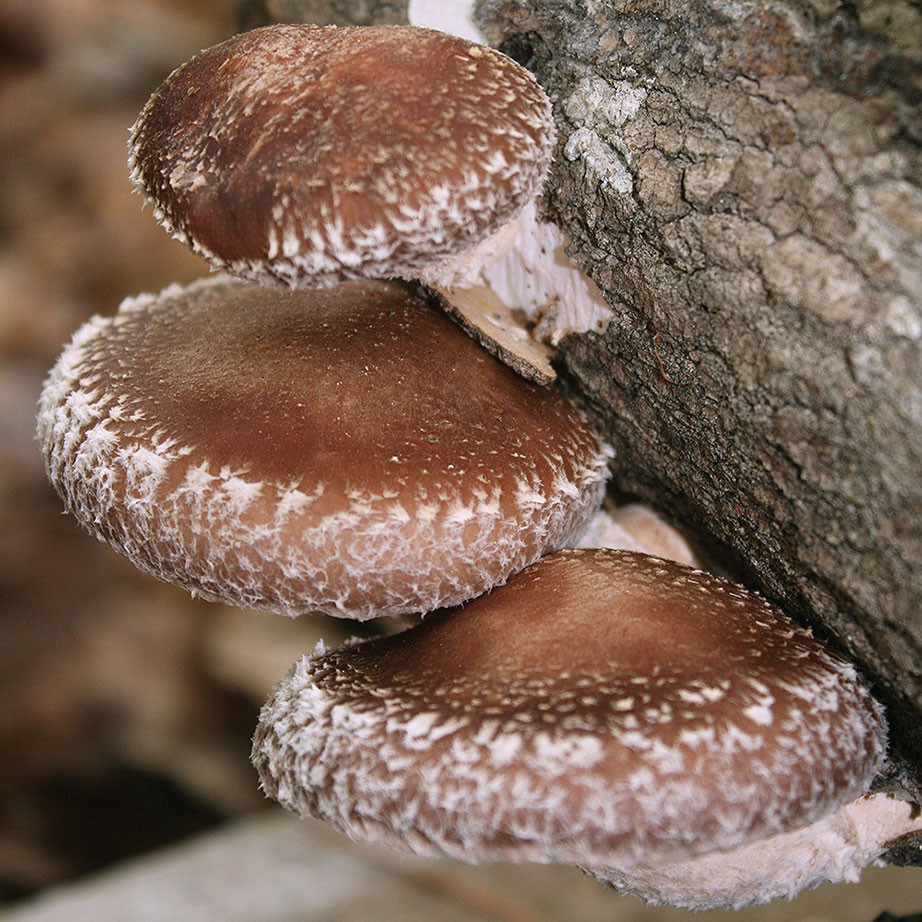Shiitake - Native Harvest™ (Lentinula edodes) Plug Spawn