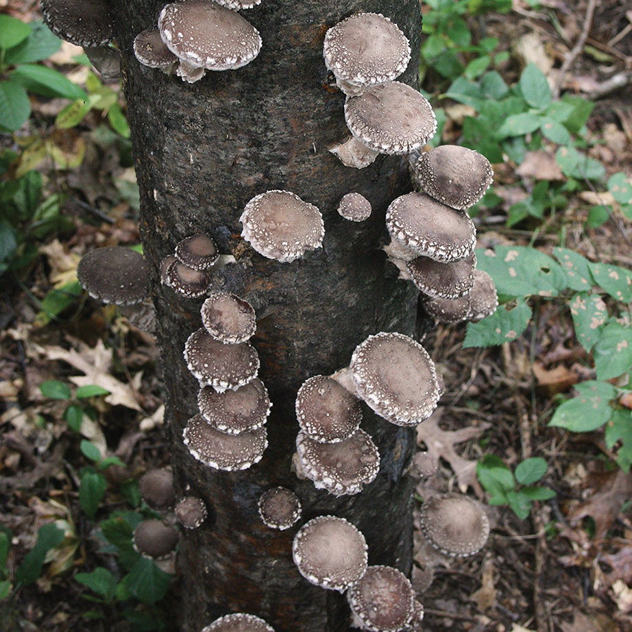 Shiitake - WR46™ (Lentinula edodes) Plug Spawn